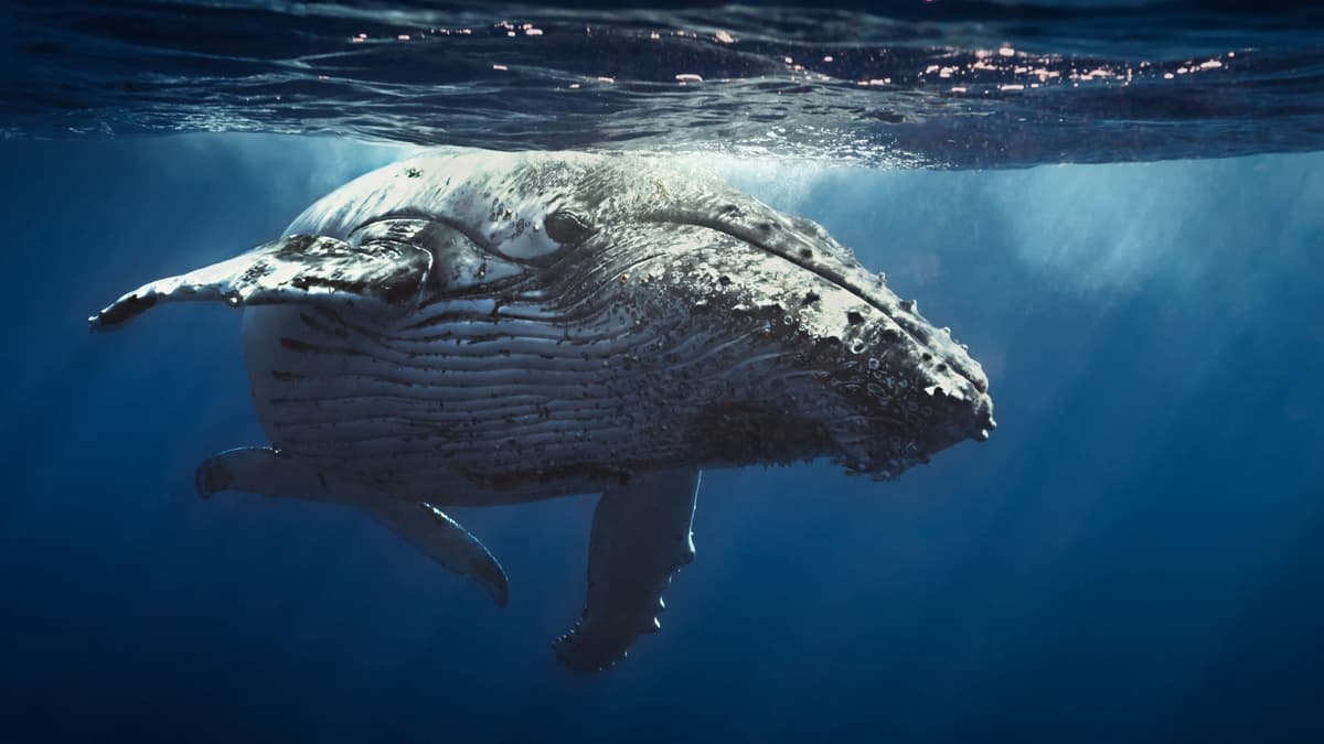 Oceanos